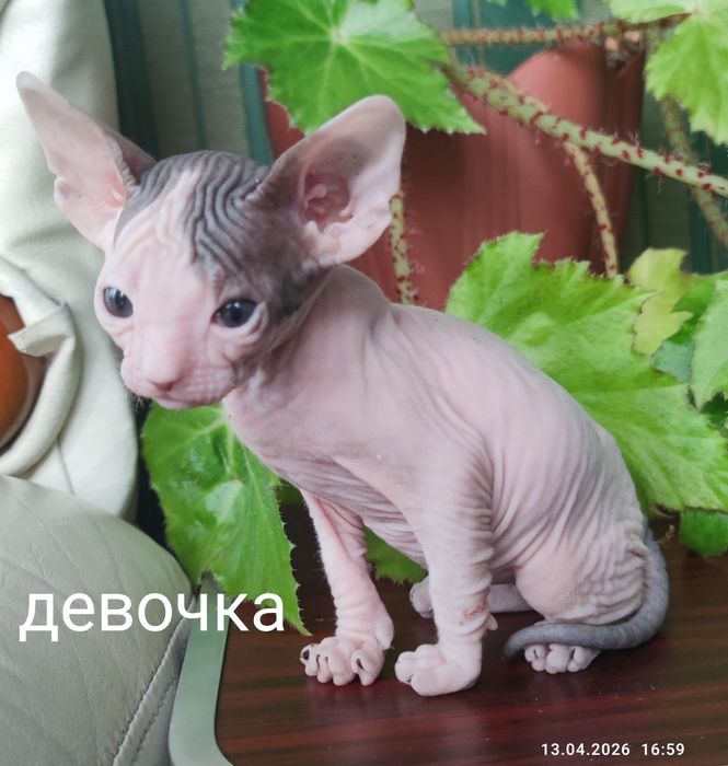 Сфинкс котята котик и кошечка
