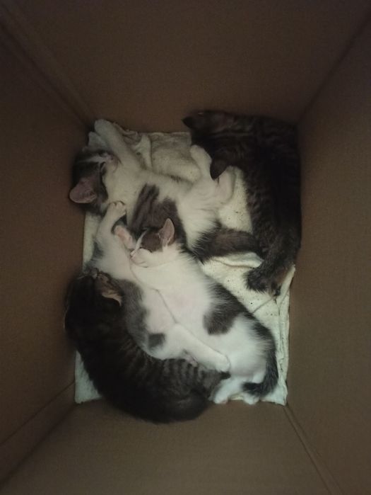 Подарю котят бесплатно