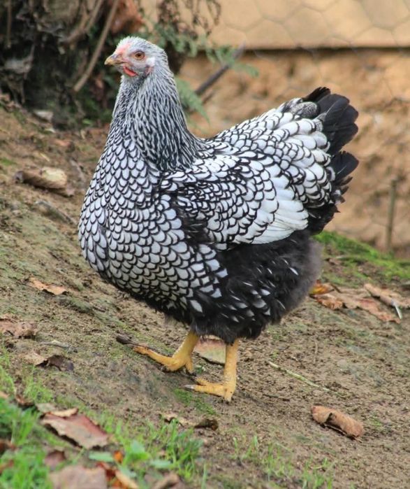 Виандот серебро на продажу