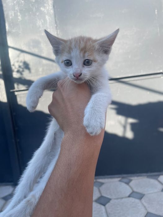 Котятки маленкие