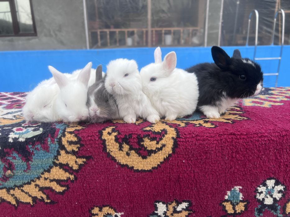 Кролики Дикоротивные