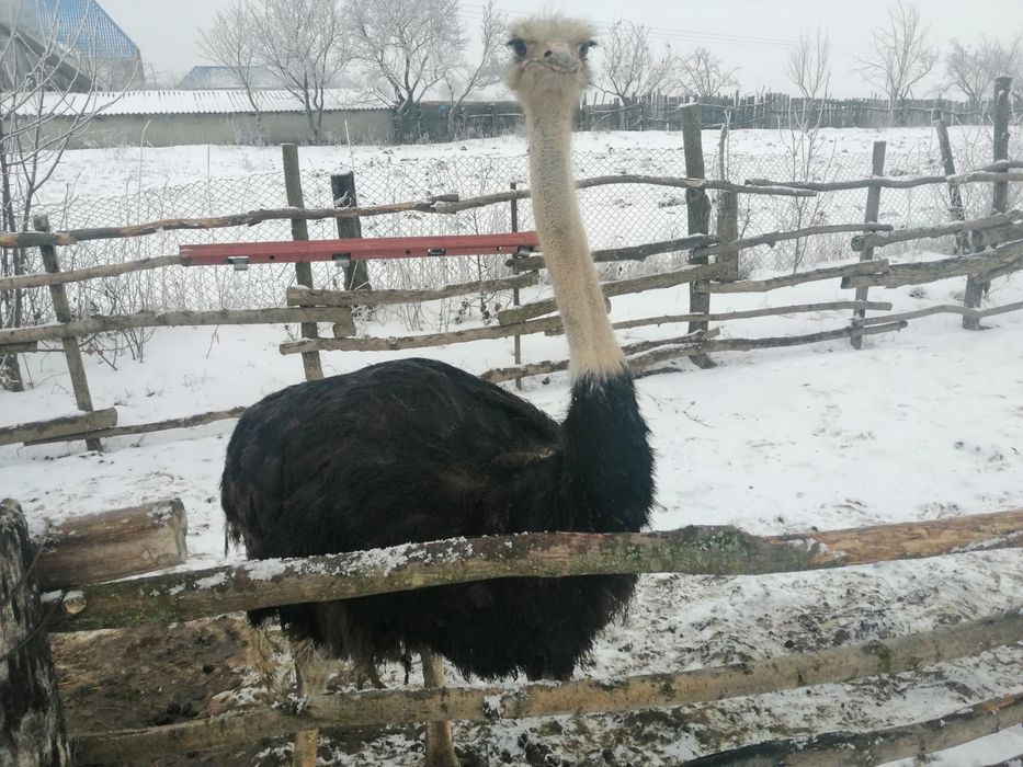 vand struti africani