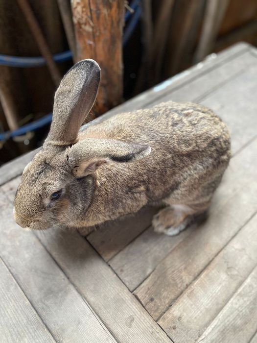 Продаётся самец шустрый