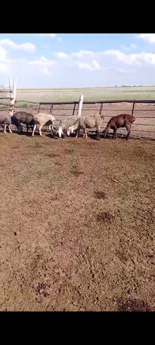 Продам баранов срочно