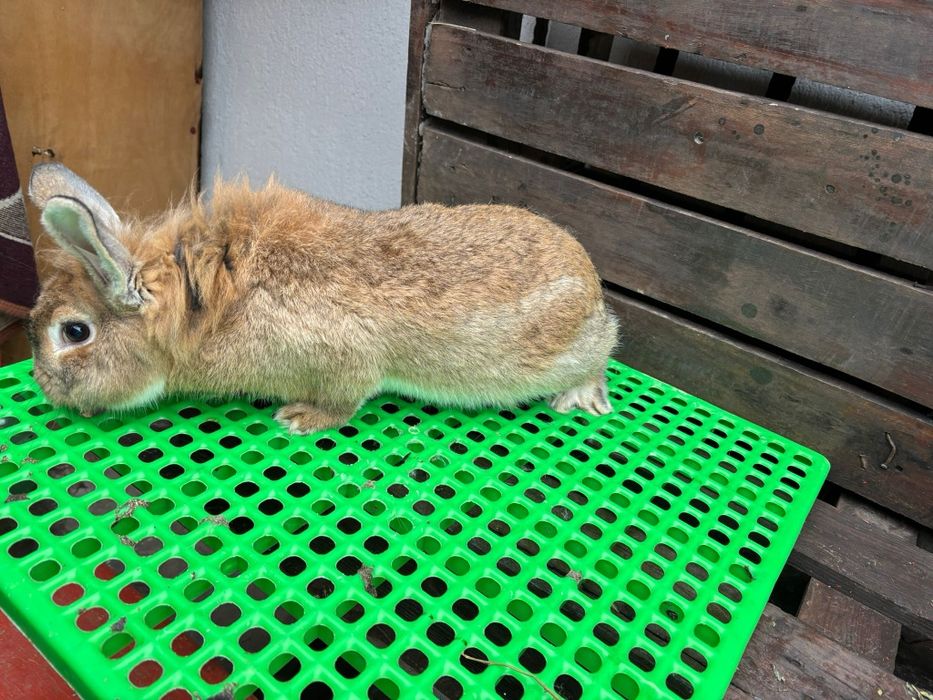 Mascul tânăr de reproducere