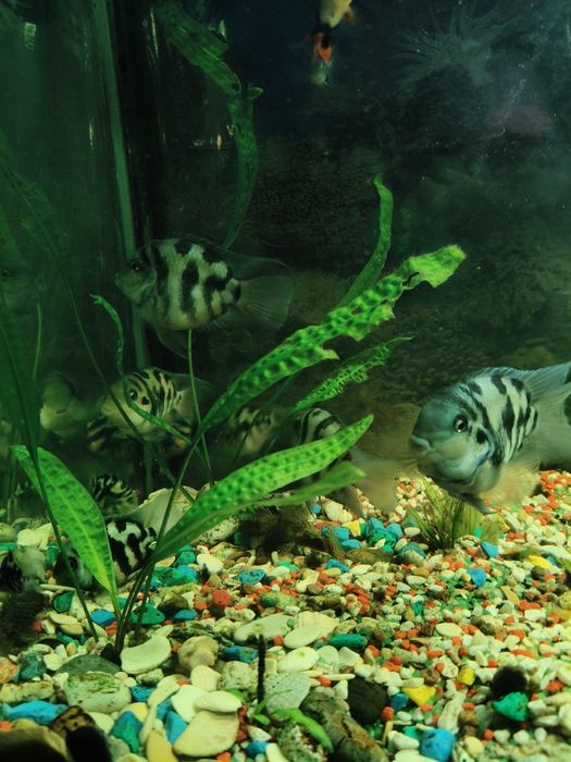 Продам 15 рыб (попугаи серого оттенка)