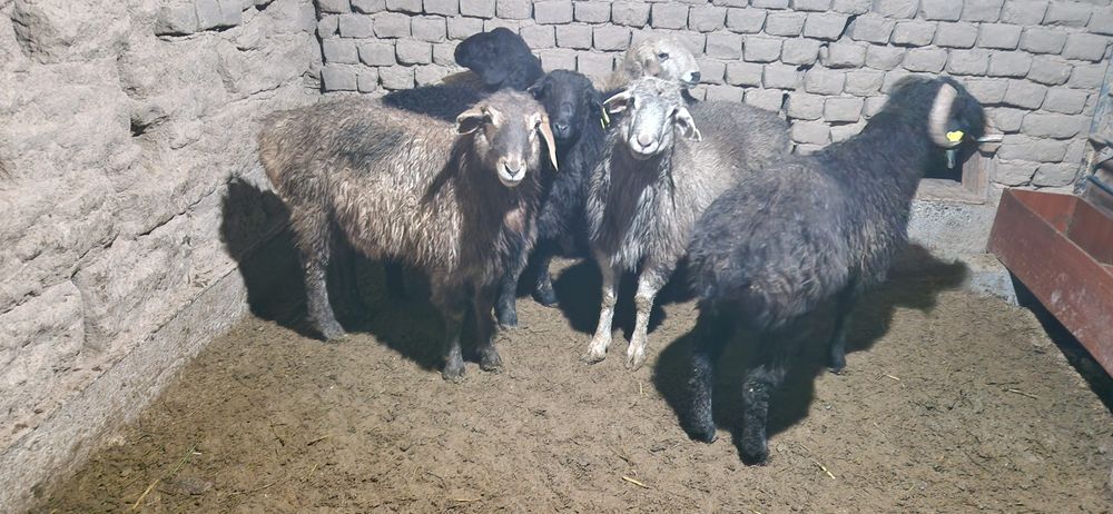 Тоқты қошқарлар сатылады