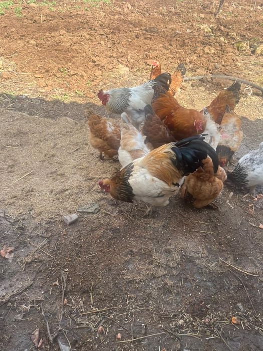 Продам.  Петушков