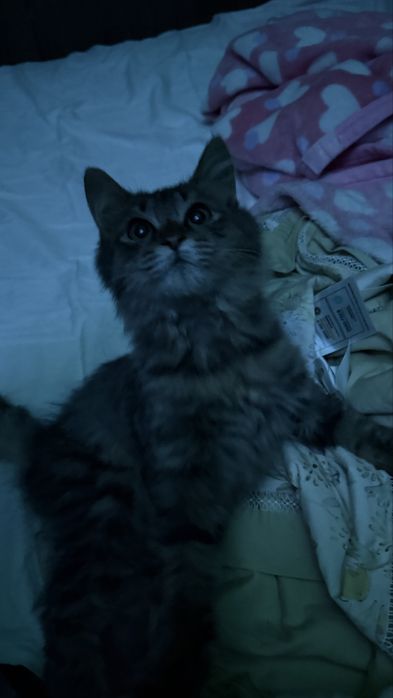отдам котенка мальчика