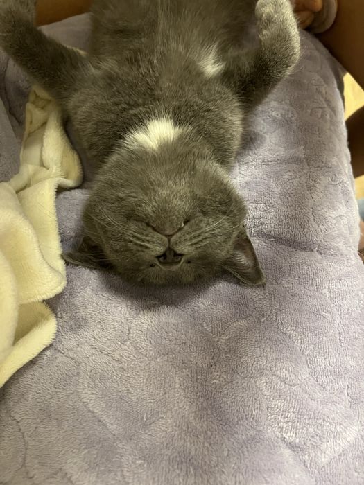 Отдам двух кошечек в добрые руки