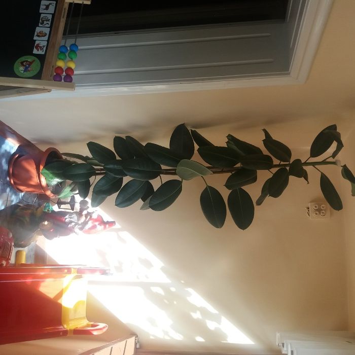 Ficus 2.5 m inaltime, are varful taiat