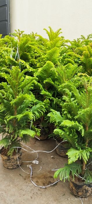 Араукария арча  скидка