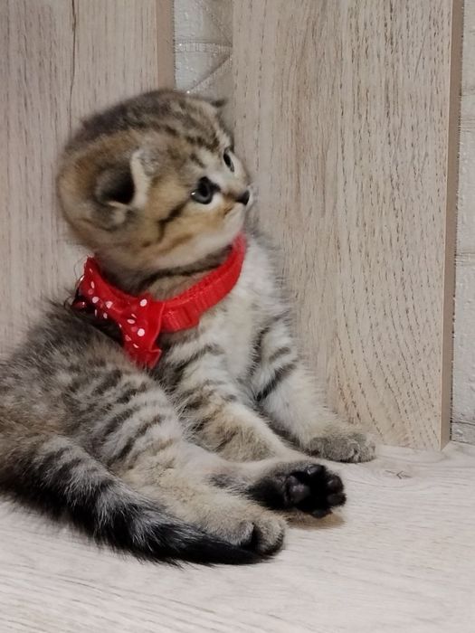 Шотланский Скоттиш Фолд! Золотая шиншилла табби!