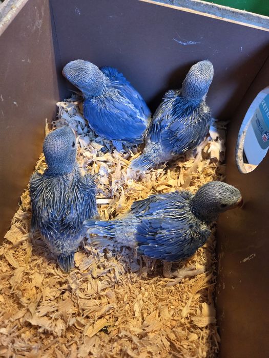 Papagali micul alexandru(puișori blănzi)