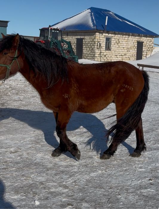 Мұғалжар Айғыр сатылады 5 жасар