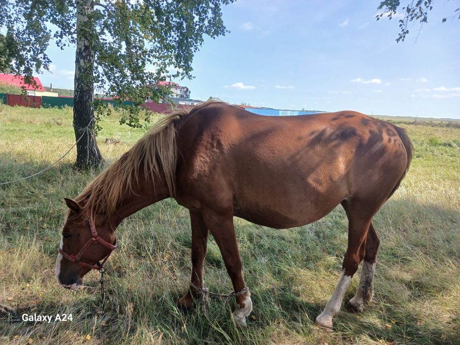 Продам кобылу на племя