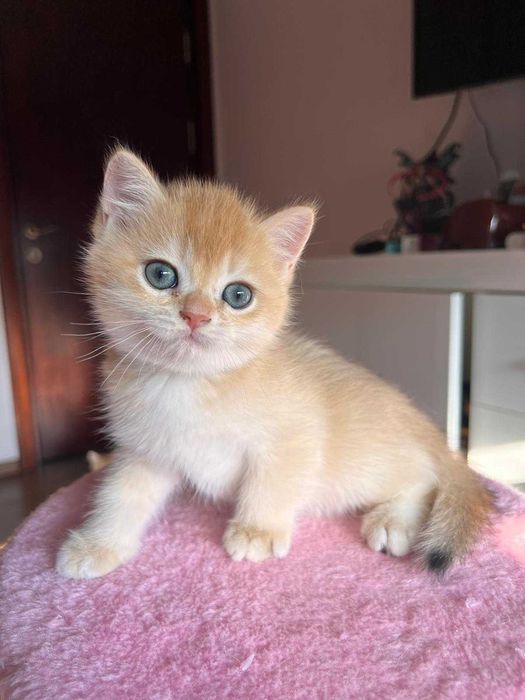 Băiețel adorabil british shorthair golden chinchilla!