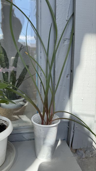 Растение Зефирантес