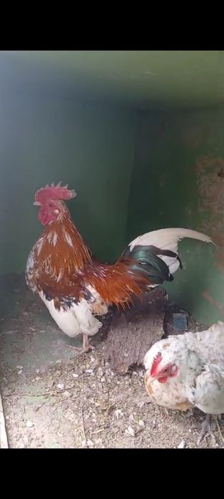 Карликовые куры Бентамка