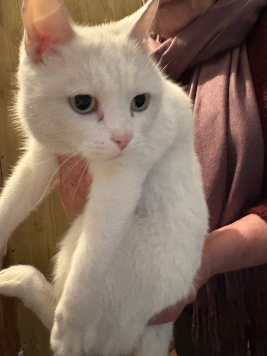 Кот в добрый руки