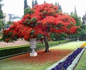 АРЧА (Arizonica cypress) (Gold Rider) (THuja Smaragd)