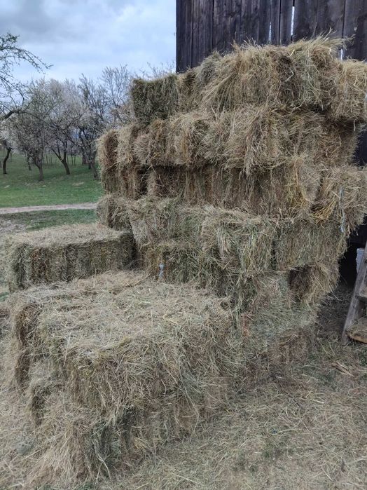 Fan de vanzare din 2025