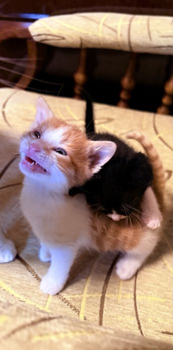 Подарявам котенца