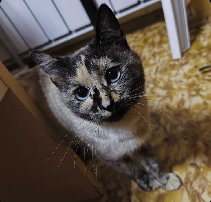 Прибилась кошечка. Ищем дом!