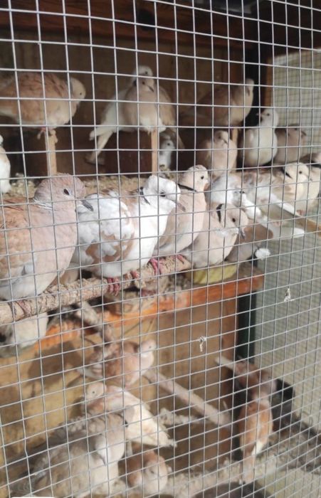 Смеещи се гугутки