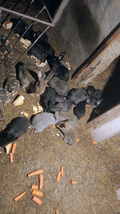 Iepuri tineret 2/4/6 luni