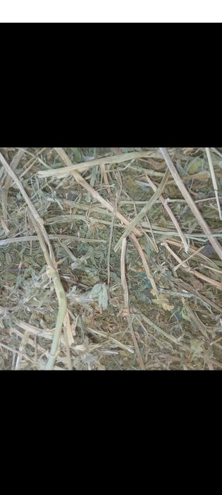 Baloți  mici dreptunghiulari de lucerna