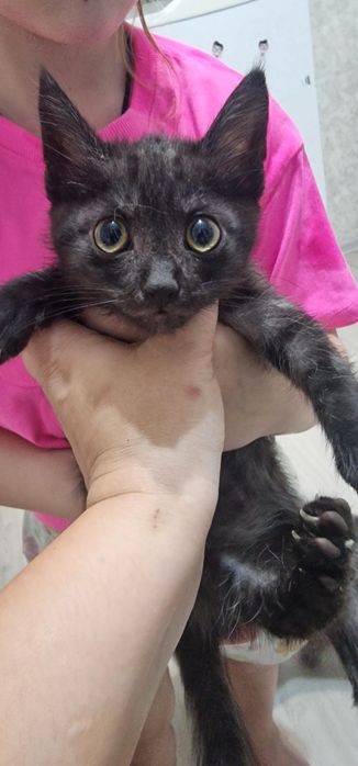 Отдам котёнка мальчика