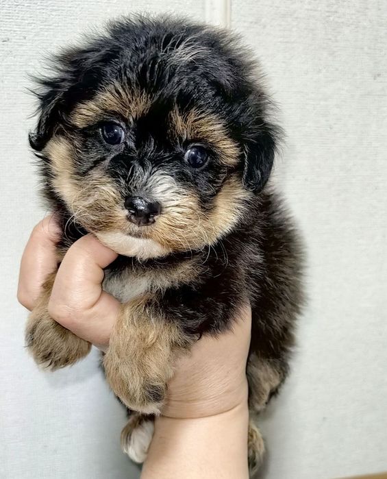 Щенки мальтипу F1 мальчик и девочка