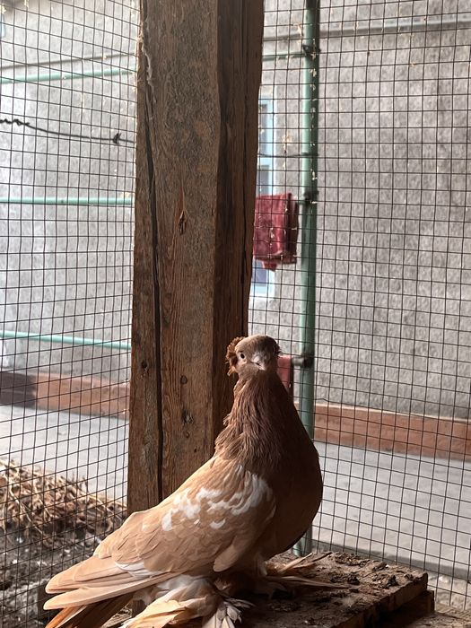 Самец на продажу