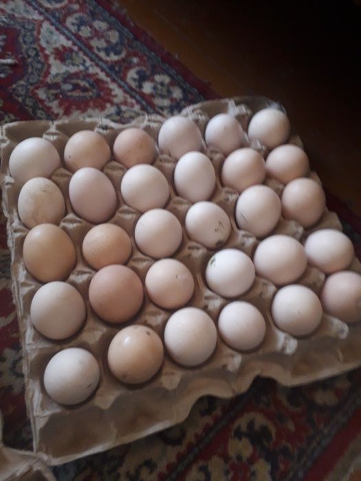 Яйца домашние куриные