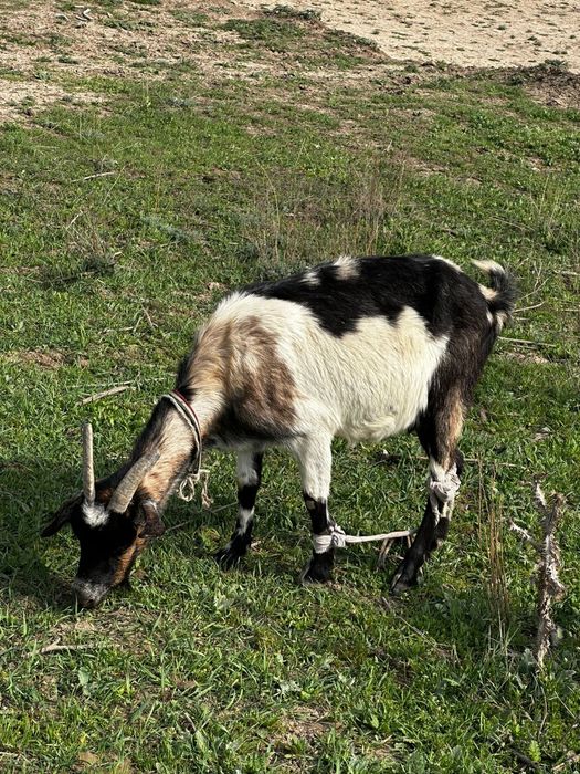 Ешкі сүті сатылады.
