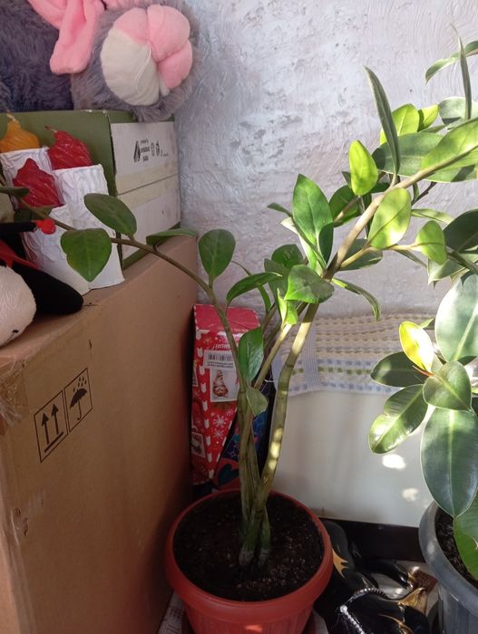 Продам комнатные цветы