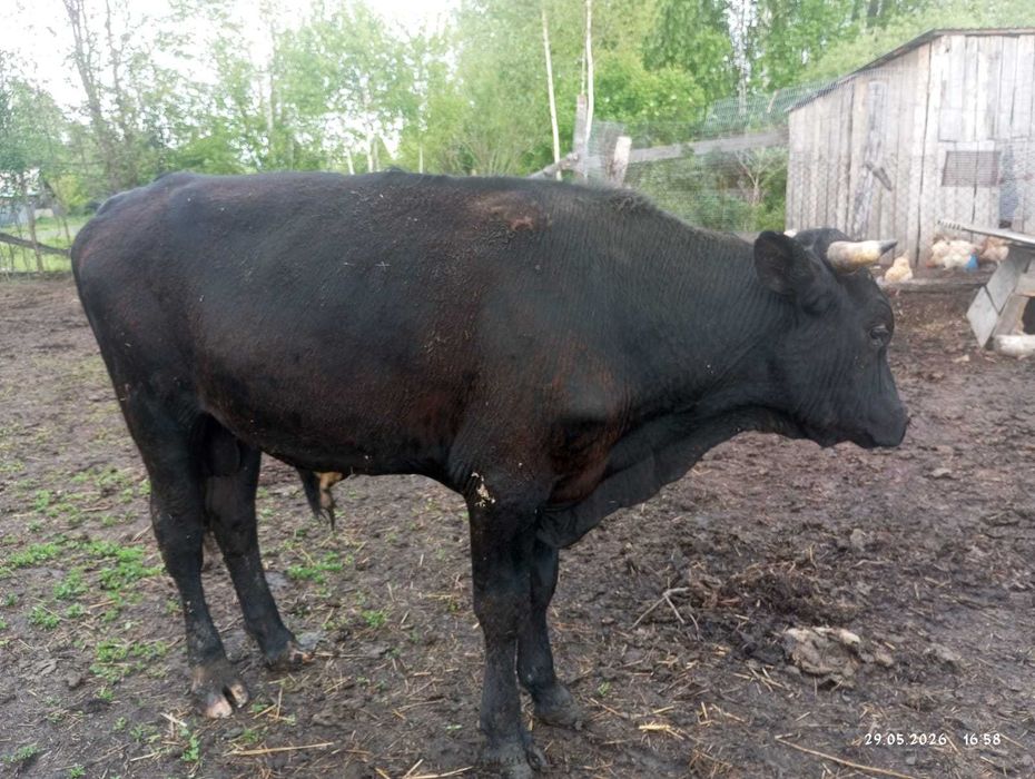 Продам бычка производителя