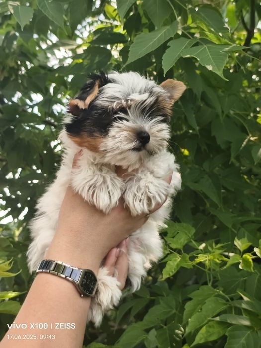 Очаровательные щенки бивера