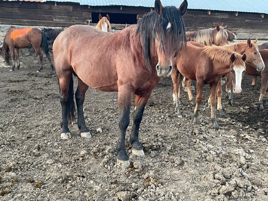 Продам жеребца , айғыр сатамын