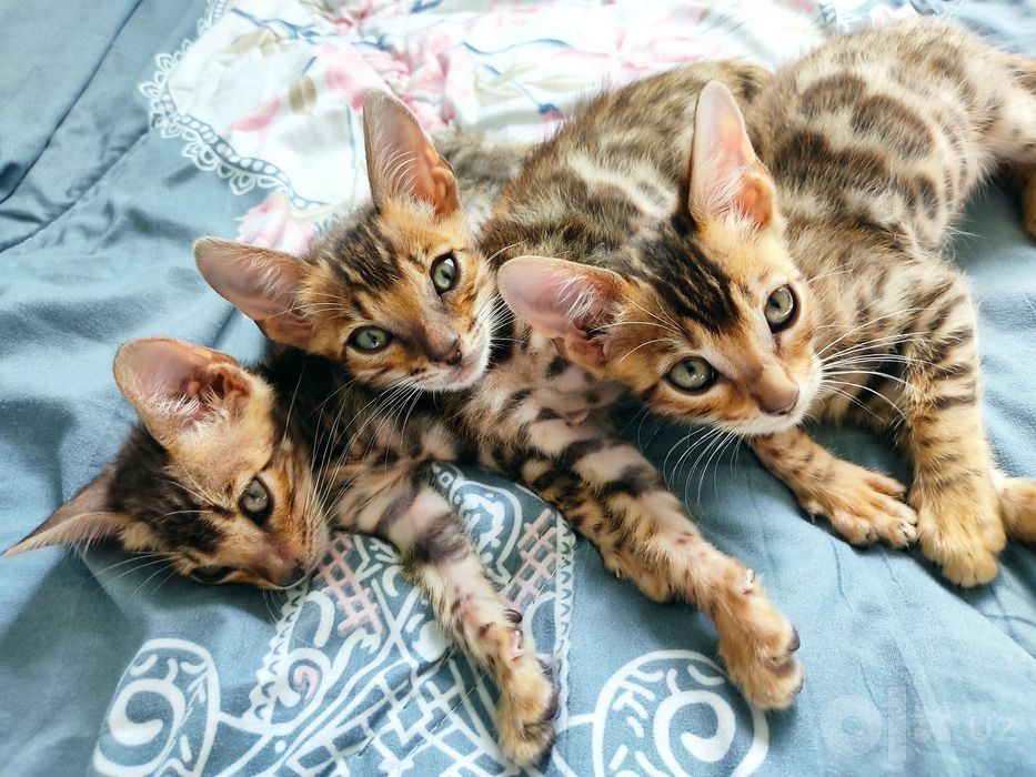 Bengal mushuk sotiladi