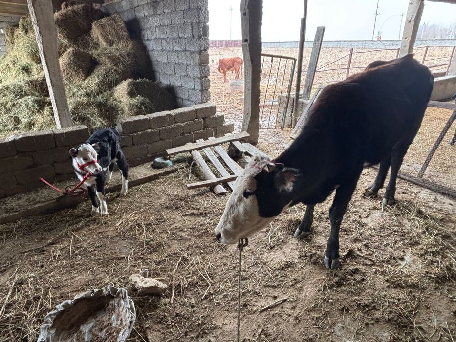 Сауынды сиыр бұзауымен