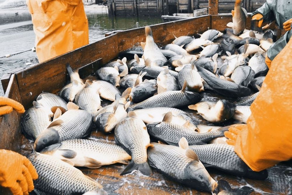 САЗАН БАЛИК БОР 2-2.5 КИЛОЛИК доставка бор минимальная заказ 30 кг