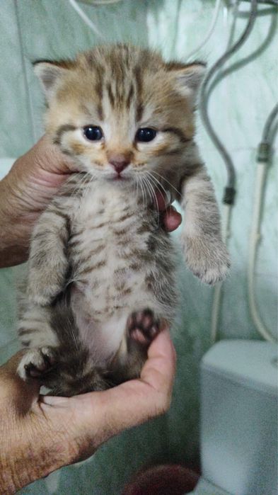 Котята в добрые руки тобыл