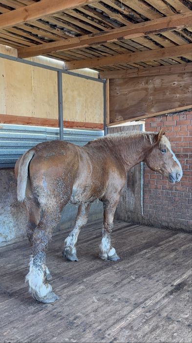 Продам жеребца советского тяжеловоза