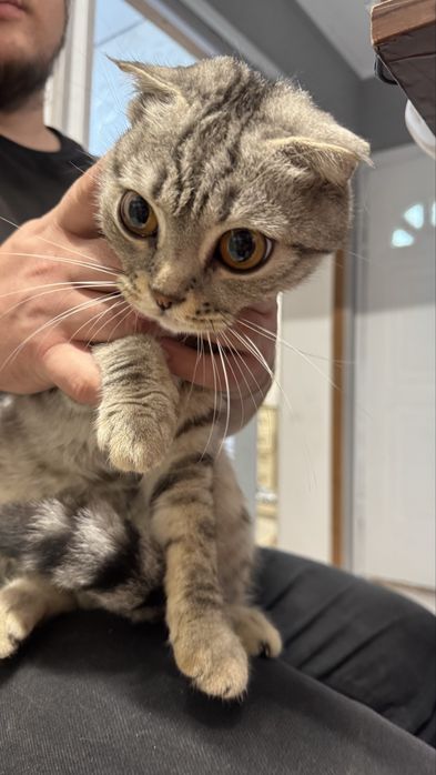 Шотландская кошка