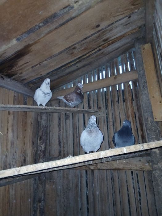 Disponibil kingi si masculi regali