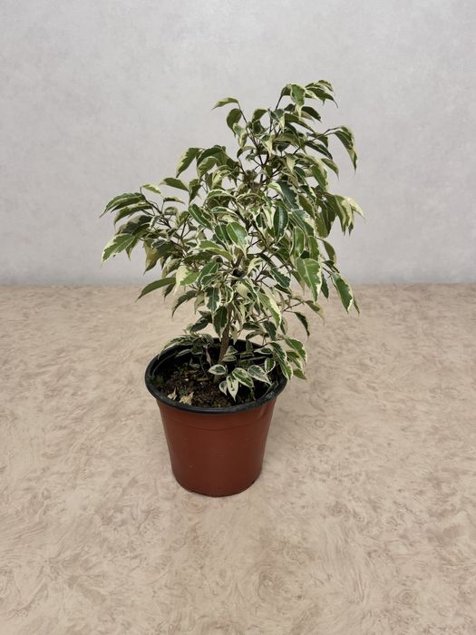 Цвета комнатные