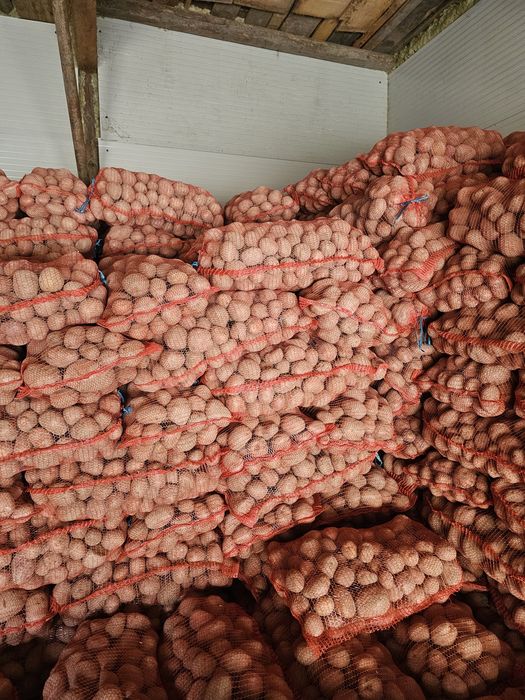 Cartofi consum, sămânță și amidon soiurile Arizona şi Bellarosa.