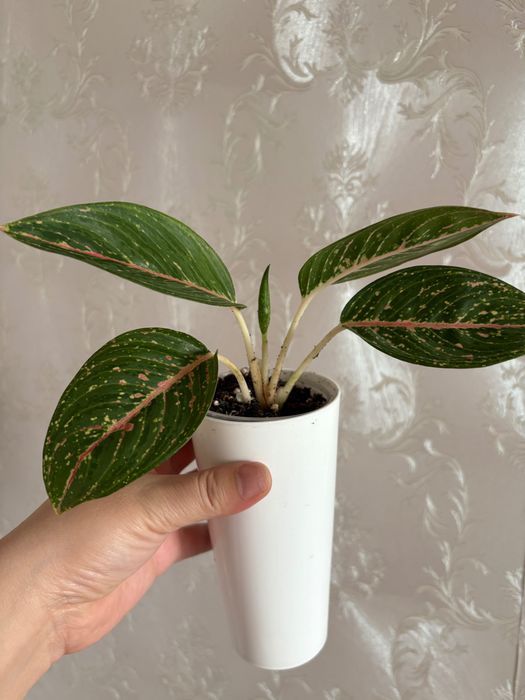 Продам комнатные цветы, алоказии